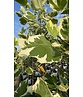 Goldgelber Tulpenbaum 'Aureomarginatum' | Liriodendron tulipifera 'Aureomarginatum'