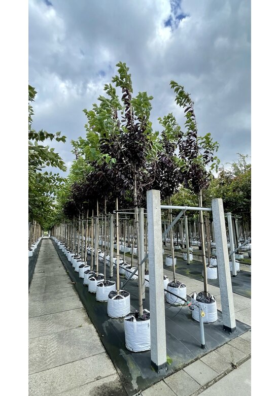 Rote Traubenkirsche ‘Canada Red’ | Prunus virginiana ‘Canada Red’