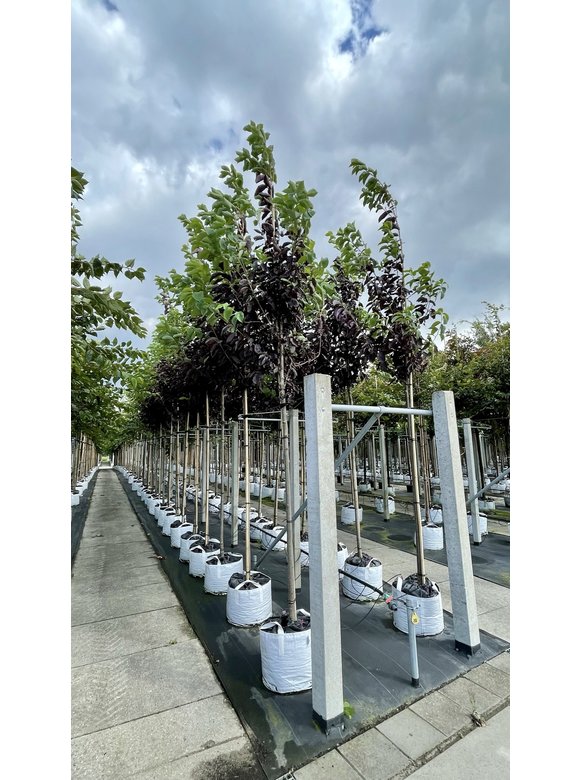 Rote Traubenkirsche Prunus virginiana ‘Canada Red’ | Prunus virginiana ‘Canada Red’ Rote Traubenkirsche Prunus virginiana ‘Canada Red’ | Prunus virginiana ‘Canada Red’