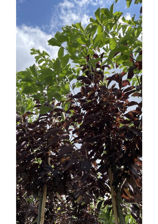 Rote Traubenkirsche ‘Canada Red’ | Prunus virginiana ‘Canada Red’