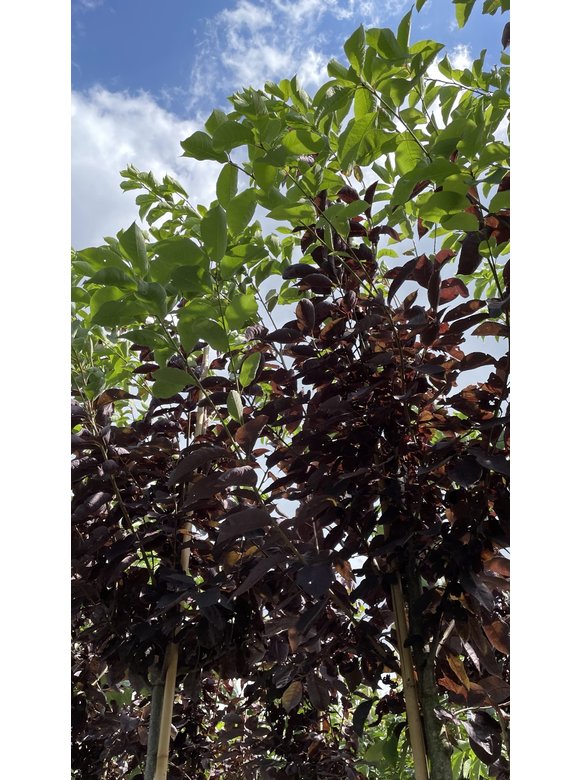 Rote Traubenkirsche ‘Canada Red’ | Prunus virginiana ‘Canada Red’ Rote Traubenkirsche ‘Canada Red’ | Prunus virginiana ‘Canada Red’