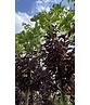 Rote Traubenkirsche ‘Canada Red’ | Prunus virginiana ‘Canada Red’
