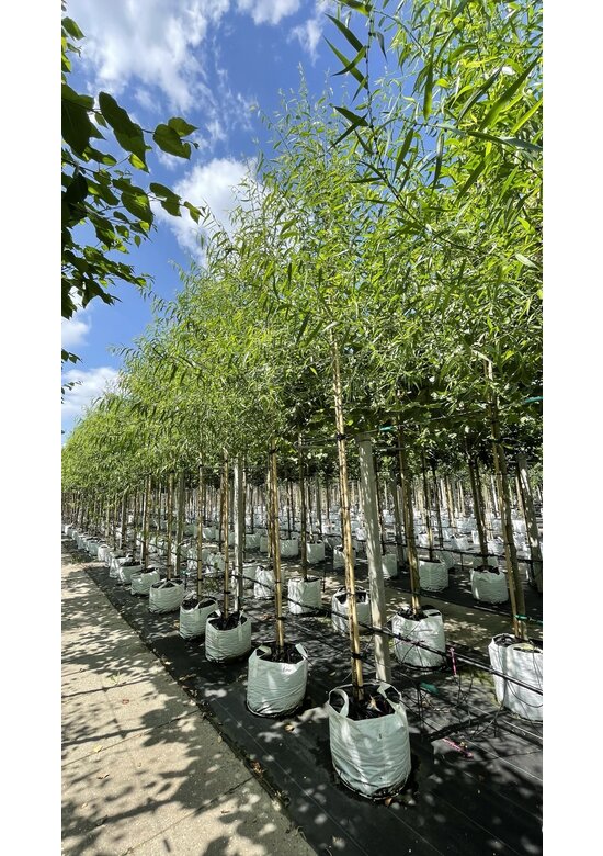 Bruch-Weide | Salix fragilis ‘Bullata’ Bruch-Weide | Salix fragilis ‘Bullata’