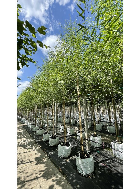 Bruch-Weide | Salix fragilis ‘Bullata’ Bruch-Weide | Salix fragilis ‘Bullata’