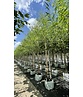 Bruch-Weide | Salix fragilis ‘Bullata’ Bruch-Weide | Salix fragilis ‘Bullata’