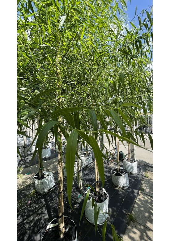 Bruch-Weide | Salix fragilis ‘Bullata’ Bruch-Weide | Salix fragilis ‘Bullata’