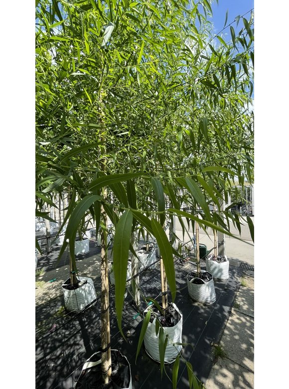 Bruch-Weide | Salix fragilis ‘Bullata’ Bruch-Weide | Salix fragilis ‘Bullata’