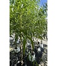 Bruch-Weide | Salix fragilis ‘Bullata’ Bruch-Weide | Salix fragilis ‘Bullata’
