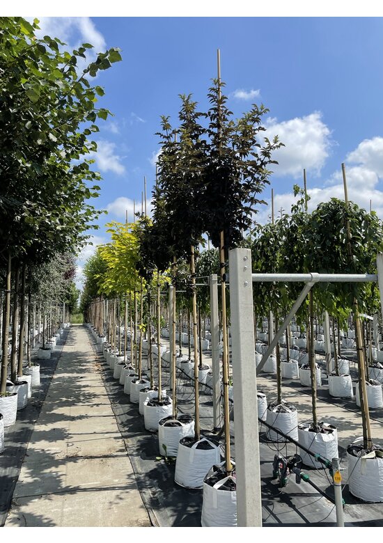 Säulen-Holunder ‘Black Tower’ | Sambucus nigra ‘Black Tower’