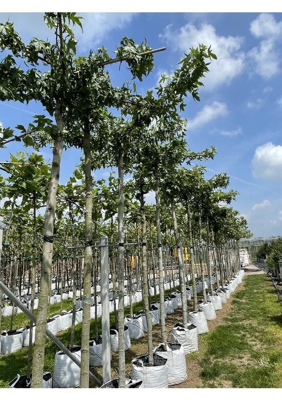 Amberbaum Dachform | Liquidambar styraciflua 'Worplesdon'