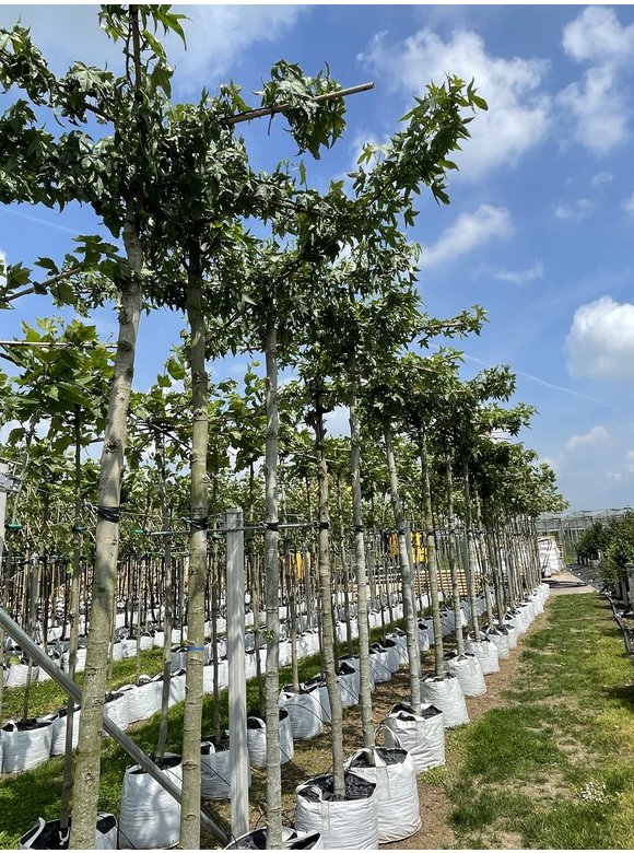 Dachamberbaum | Liquidambar styraciflua 'Worplesdon' Dachamberbaum | Liquidambar styraciflua 'Worplesdon'
