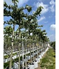 Amberbaum Dachform | Liquidambar styraciflua 'Worplesdon'
