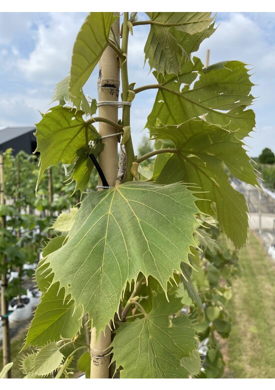Henrys-Linde | Tilia henryana