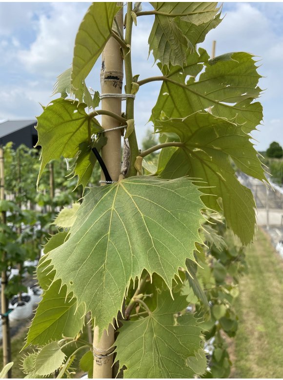 Henrys-Linde | Tilia henryana Henrys-Linde | Tilia henryana