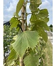 Henrys-Linde | Tilia henryana