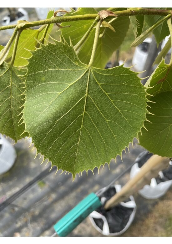 Henrys-Linde | Tilia henryana