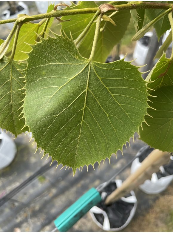 Henrys-Linde | Tilia henryana Henrys-Linde | Tilia henryana