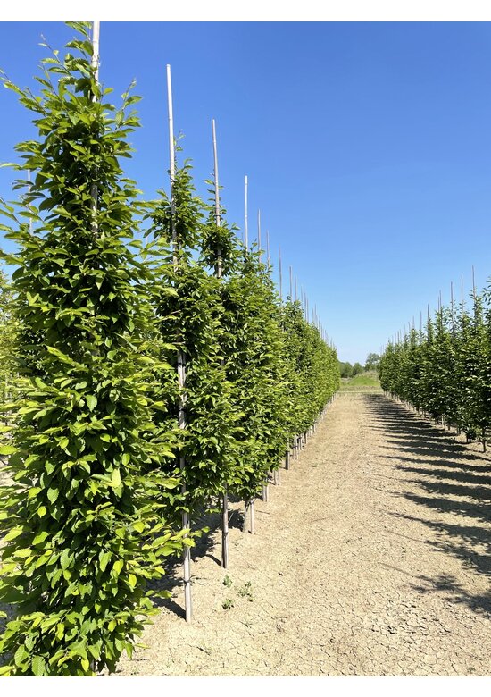 Pyramiden-Hainbuche - Säulen-Hainbuche 'Fastigiata' - Stammbusch | Carpinus betulus 'Fastigiata' Pyramiden-Hainbuche - Säulen-Hainbuche 'Fastigiata' - Stammbusch | Carpinus betulus 'Fastigiata'