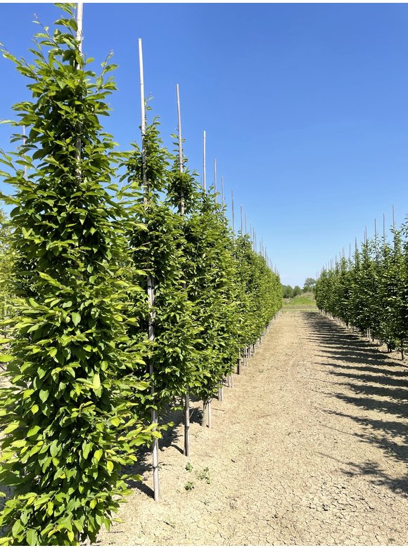 Pyramiden-Hainbuche - Säulen-Hainbuche 'Fastigiata' - Stammbusch | Carpinus betulus 'Fastigiata' Pyramiden-Hainbuche - Säulen-Hainbuche 'Fastigiata' - Stammbusch | Carpinus betulus 'Fastigiata'