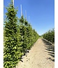 Pyramiden-Hainbuche - Säulen-Hainbuche 'Fastigiata' - Stammbusch | Carpinus betulus 'Fastigiata' Pyramiden-Hainbuche - Säulen-Hainbuche 'Fastigiata' - Stammbusch | Carpinus betulus 'Fastigiata'