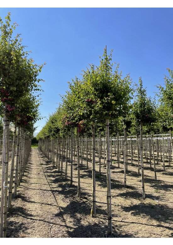 Rotdorn Baum | Crataegus media 'Pauls Scarlet'