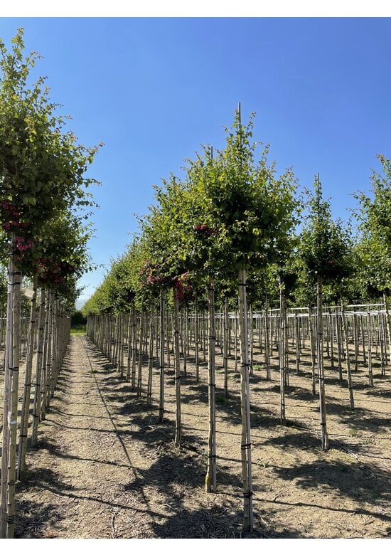 Rotdorn Baum | Crataegus media 'Pauls Scarlet'