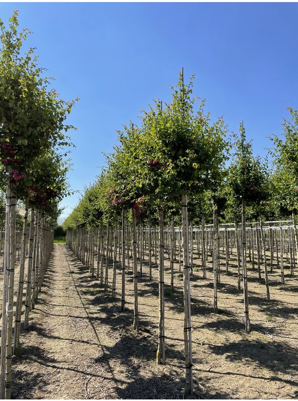 Echter Rotdorn 'Pauls Scarlet' | Crataegus media 'Pauls Scarlet' Echter Rotdorn 'Pauls Scarlet' | Crataegus media 'Pauls Scarlet'