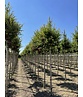 Rotdorn Baum | Crataegus media 'Pauls Scarlet'