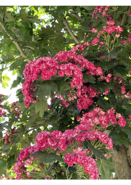 Rotdorn Baum | Crataegus media 'Pauls Scarlet'