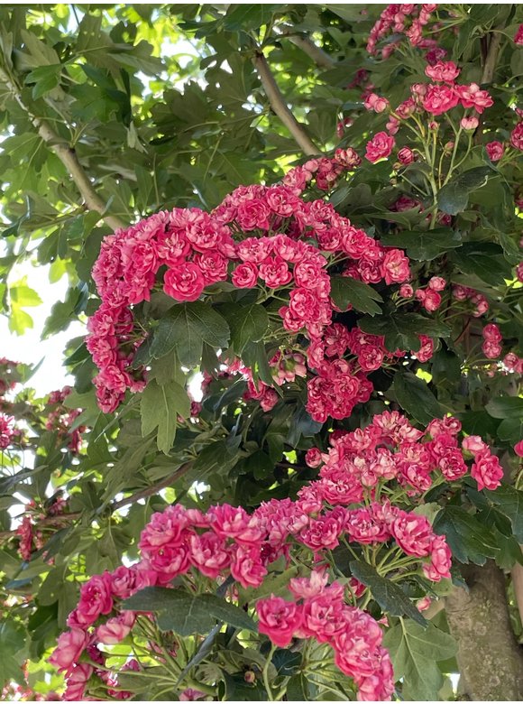 Echter Rotdorn 'Pauls Scarlet' | Crataegus media 'Pauls Scarlet' Echter Rotdorn 'Pauls Scarlet' | Crataegus media 'Pauls Scarlet'