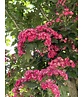 Rotdorn Baum | Crataegus media 'Pauls Scarlet'