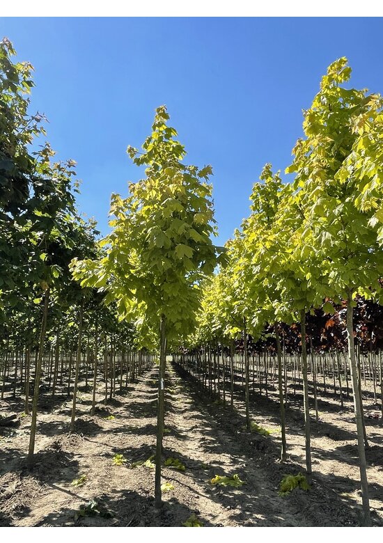 Goldahorn 'Princeton Gold' | Acer platanoides 'Princeton Gold'