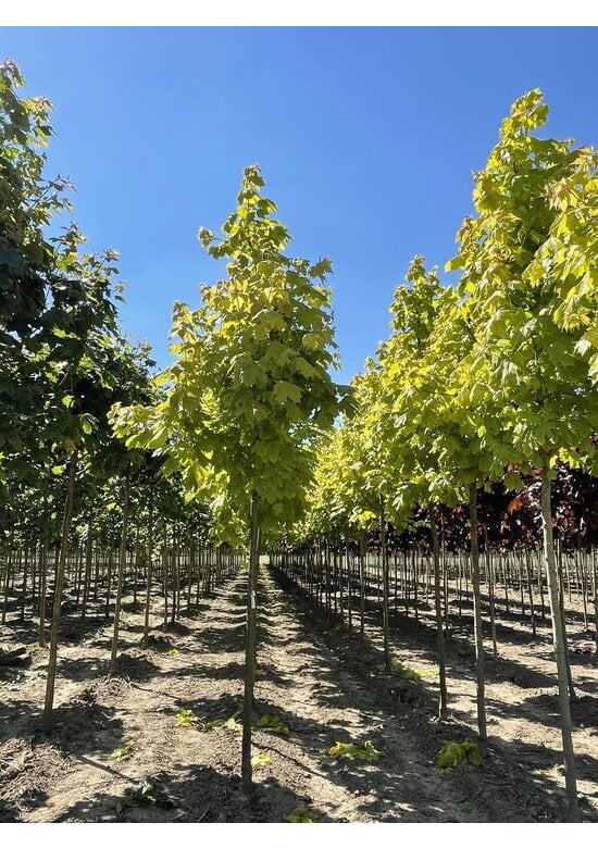 Goldahorn 'Princeton Gold' | Acer platanoides 'Princeton Gold'