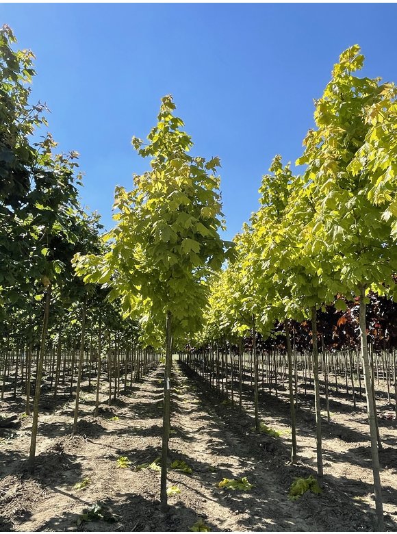 Goldahorn 'Princeton Gold' | Acer platanoides 'Princeton Gold' Goldahorn 'Princeton Gold' | Acer platanoides 'Princeton Gold'