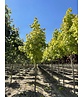 Goldahorn 'Princeton Gold' | Acer platanoides 'Princeton Gold'