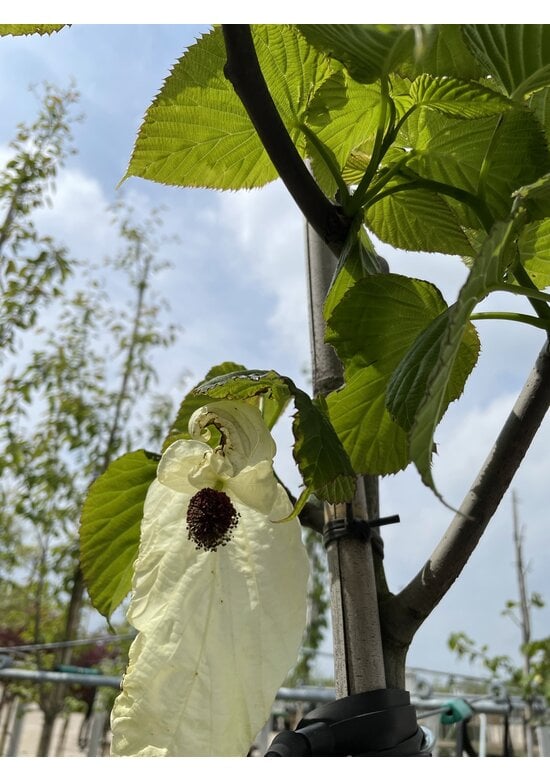 Taschentuchbaum 'Sonoma' | Davidia involucrata 'Sonoma'