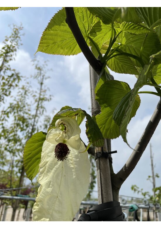 Taschentuchbaum 'Sonoma' | Davidia involucrata 'Sonoma'