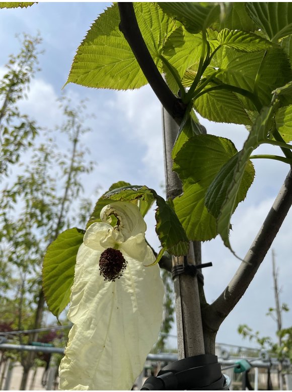 Taschentuchbaum 'Sonoma' | Davidia involucrata 'Sonoma' Taschentuchbaum 'Sonoma' | Davidia involucrata 'Sonoma'