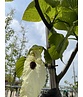 Taschentuchbaum 'Sonoma' | Davidia involucrata 'Sonoma'