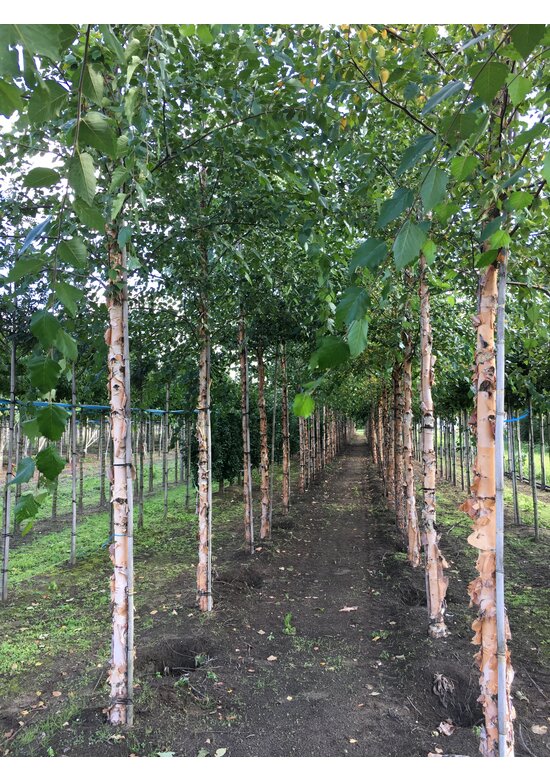 Schwarzbirke-Flussbirke | Betula nigra