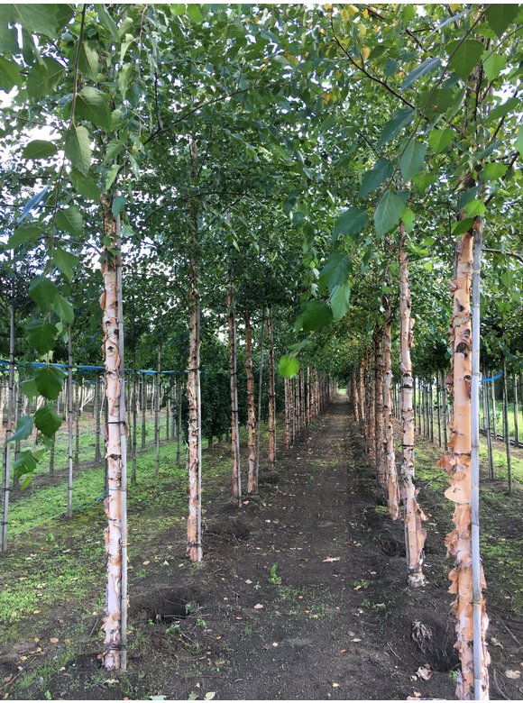 Schwarzbirke-Flussbirke | Betula nigra Schwarzbirke-Flussbirke | Betula nigra