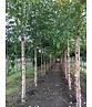 Schwarzbirke-Flussbirke | Betula nigra Schwarzbirke-Flussbirke | Betula nigra