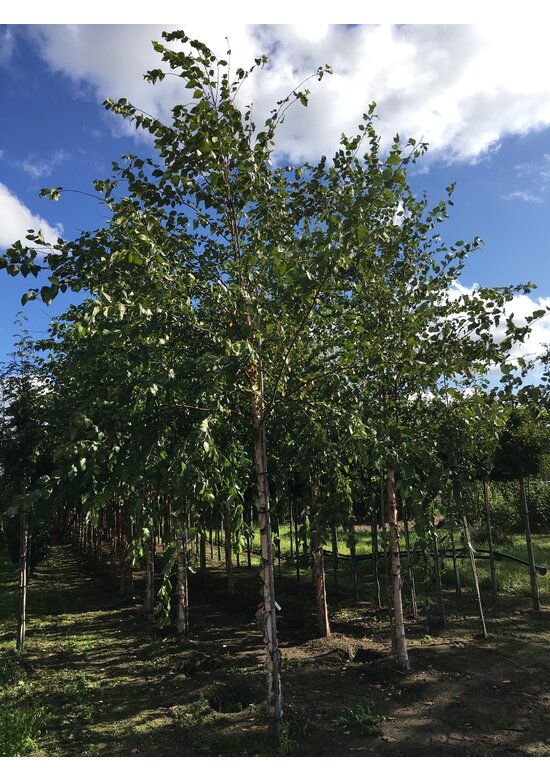 Schwarzbirke-Flussbirke | Betula nigra