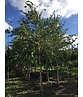Schwarzbirke-Flussbirke | Betula nigra Schwarzbirke-Flussbirke | Betula nigra