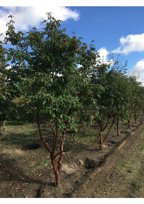 Zimtahorn - Mehrstämmig | Acer griseum Zimtahorn - Mehrstämmig | Acer griseum