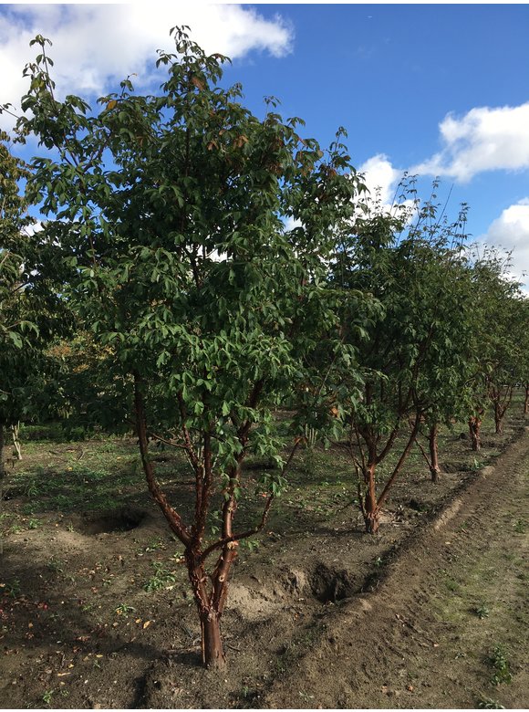 Zimtahorn - Mehrstämmig | Acer griseum Zimtahorn - Mehrstämmig | Acer griseum