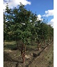 Zimtahorn - Mehrstämmig | Acer griseum Zimtahorn - Mehrstämmig | Acer griseum