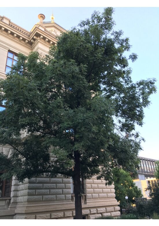 Japanischer Schnurbaum 'Regent' | Styphnolobium japonicum 'Regent'