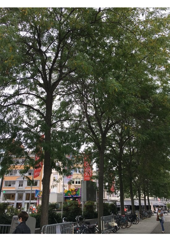 Lederhülsenbaum - Gleditschie 'Skyline' | Gleditsia triacanthos 'Skyline'