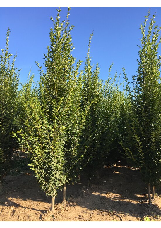Pyramiden-Hainbuche - Säulen-Hainbuche 'Fastigiata' - Stammbusch | Carpinus betulus 'Fastigiata'